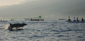 Dolfijnen trip